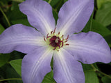 Clematis Laura, Large Flowered Clematis - Brushwood Nursery, Clematis Specialists