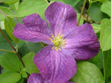 Clematis viticella Little Butterfly, Small Flowered Clematis - Brushwood Nursery, Clematis Specialists