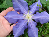 Clematis Luther Burbank, Large Flowered Clematis - Brushwood Nursery, Clematis Specialists
