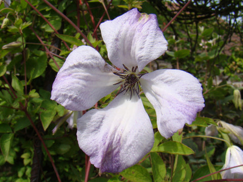 Clematis Luxuriant Blue, Small Flowered Clematis - Brushwood Nursery, Clematis Specialists