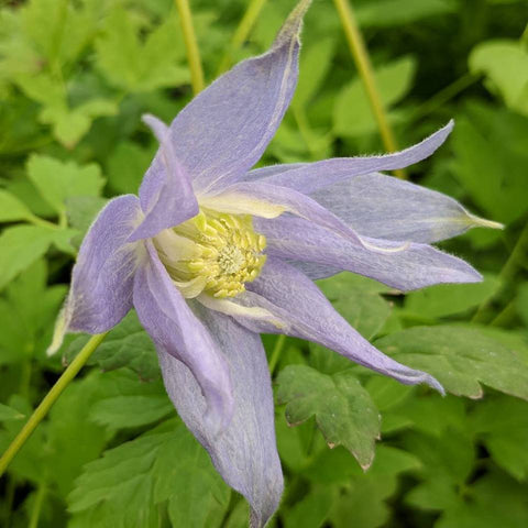 Clematis macropetala Blue, Small Flowered Clematis - Brushwood Nursery, Clematis Specialists