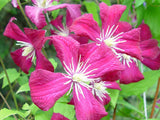 Clematis Madame Julia Correvon, Small Flowered Clematis - Brushwood Nursery, Clematis Specialists