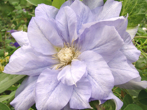 Clematis Mazury, Large Flowered Clematis - Brushwood Nursery, Clematis Specialists