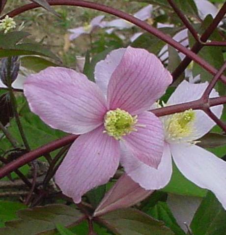 Clematis montana Rubens, Small Flowered Clematis - Brushwood Nursery, Clematis Specialists