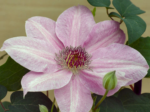 Clematis Neva, Large Flowered Clematis - Brushwood Nursery, Clematis Specialists