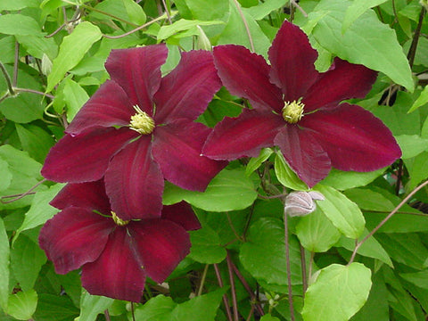 Clematis Niobe, Large Flowered Clematis - Brushwood Nursery, Clematis Specialists
