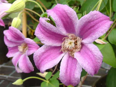 Clematis Peveril Profusion, Small Flowered Clematis - Brushwood Nursery, Clematis Specialists