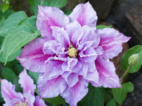 Clematis Piilu, Small Flowered Clematis - Brushwood Nursery, Clematis Specialists