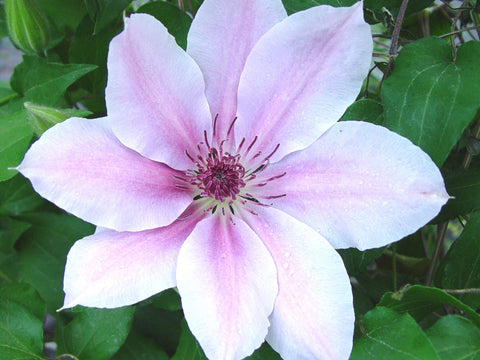 Clematis Pink Fantasy, Large Flowered Clematis - Brushwood Nursery, Clematis Specialists