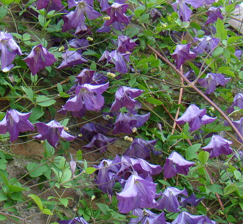 Clematis Piskey