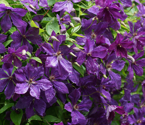 Clematis Polish Spirit