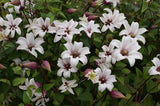 Clematis Princess Kate, Small Flowered Clematis - Brushwood Nursery, Clematis Specialists
