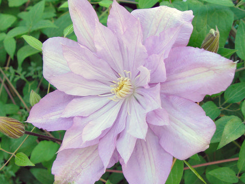 Clematis Proteus, Large Flowered Clematis - Brushwood Nursery, Clematis Specialists