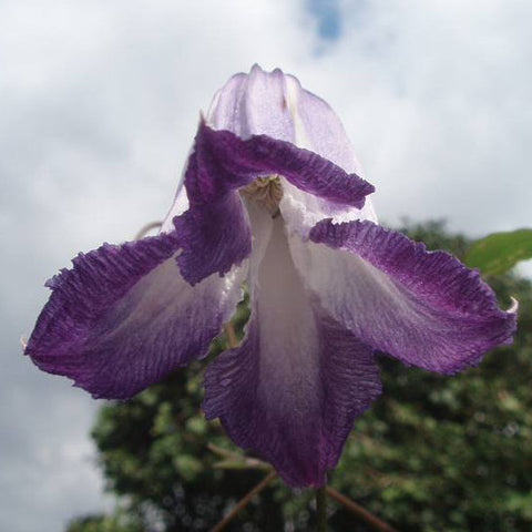 Clematis texensis Radiance, Native Vines - Brushwood Nursery, Clematis Specialists