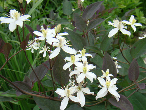 Clematis recta Midnight Masquerade, Non-Vining Clematis - Brushwood Nursery, Clematis Specialists