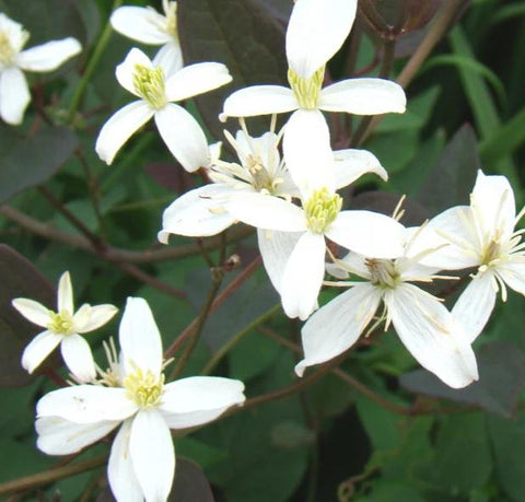 Clematis recta Purpurea Compacta, Non-Vining Clematis - Brushwood Nursery, Clematis Specialists