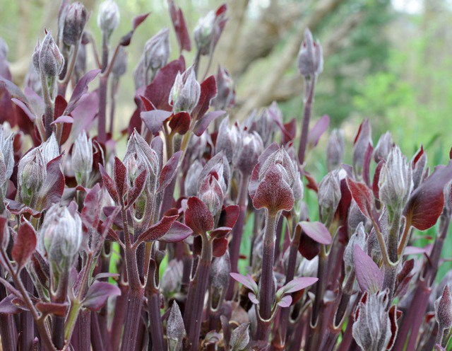 Clematis recta Serious Black, Non-Vining Clematis - Brushwood Nursery, Clematis Specialists