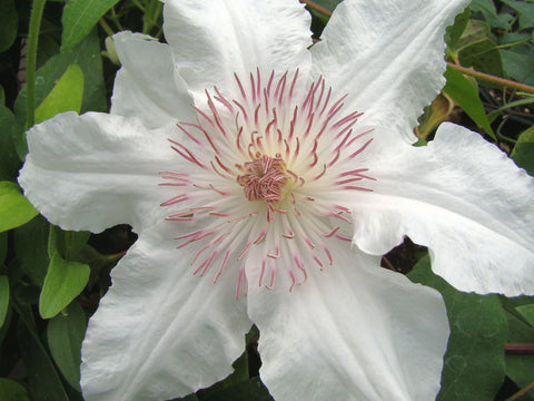Clematis Roogoja, Large Flowered Clematis - Brushwood Nursery, Clematis Specialists