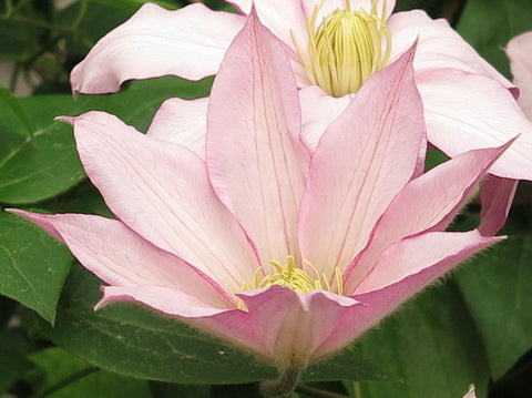 Clematis Rose Supreme, Large Flowered Clematis - Brushwood Nursery, Clematis Specialists