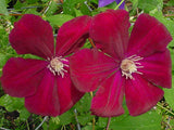 Clematis Rouge Cardinal, Large Flowered Clematis - Brushwood Nursery, Clematis Specialists