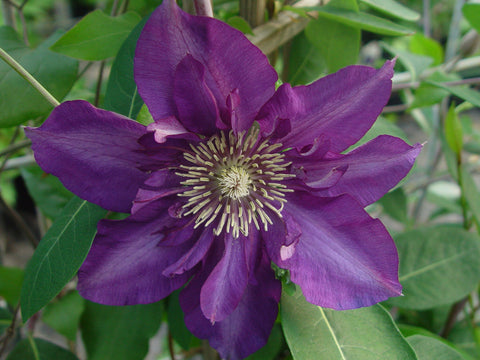 Clematis Royalty, Large Flowered Clematis - Brushwood Nursery, Clematis Specialists