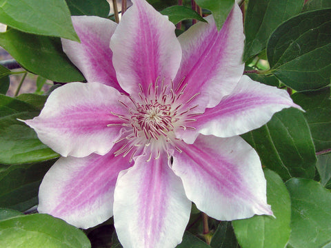 Clematis Scartho Gem, Large Flowered Clematis - Brushwood Nursery, Clematis Specialists