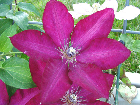 Clematis Solidarnosc, Large Flowered Clematis - Brushwood Nursery, Clematis Specialists
