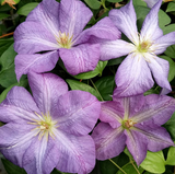 Clematis Solina, Small Flowered Clematis - Brushwood Nursery, Clematis Specialists
