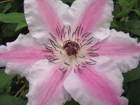 Clematis Souvenir du Capitaine Thuilleaux, Large Flowered Clematis - Brushwood Nursery, Clematis Specialists