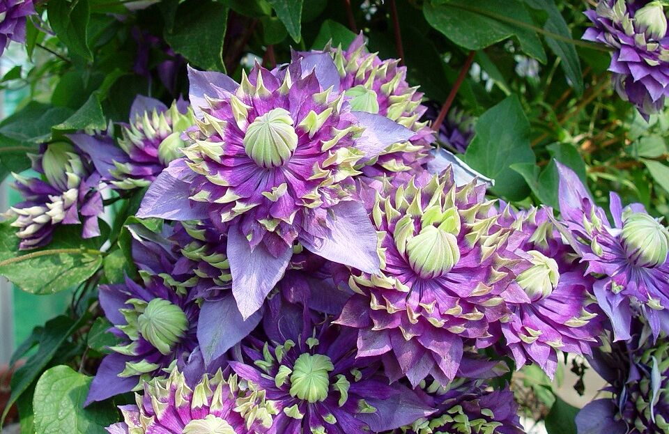 Clematis Taiga