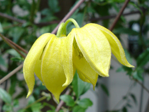 Clematis tangutica, Small Flowered Clematis - Brushwood Nursery, Clematis Specialists