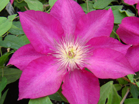 Clematis Tekla, Large Flowered Clematis - Brushwood Nursery, Clematis Specialists
