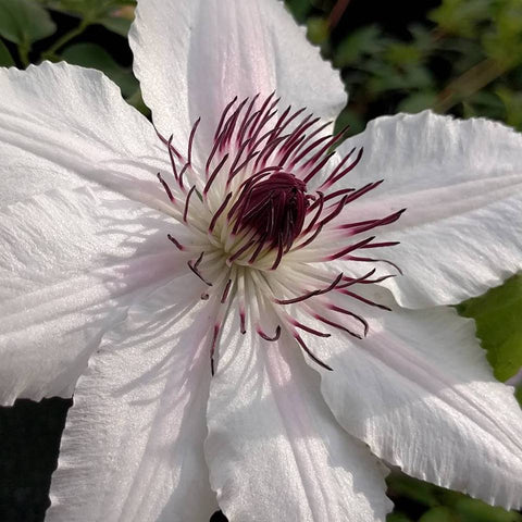 Clematis The Countess of Wessex, Large Flowered Clematis - Brushwood Nursery, Clematis Specialists