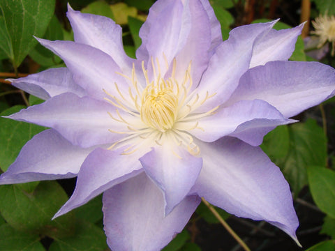 Clematis Thyrislund, Large Flowered Clematis - Brushwood Nursery, Clematis Specialists