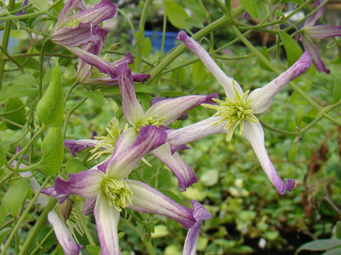 Clematis triternata Rubromarginata, Small Flowered Clematis - Brushwood Nursery, Clematis Specialists