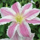 Clematis Vancouver Cotton Candy, Large Flowered Clematis - Brushwood Nursery, Clematis Specialists