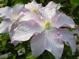 Clematis Vancouver Morning Mist, Large Flowered Clematis - Brushwood Nursery, Clematis Specialists