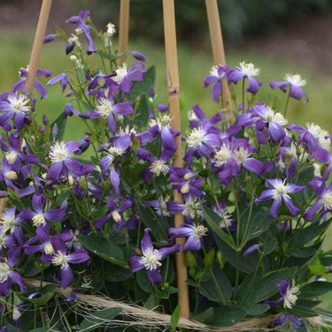 Clematis Violet Stardust, Non-Vining Clematis - Brushwood Nursery, Clematis Specialists