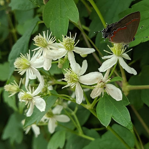 Clematis virginiana, Native Vines - Brushwood Nursery, Clematis Specialists