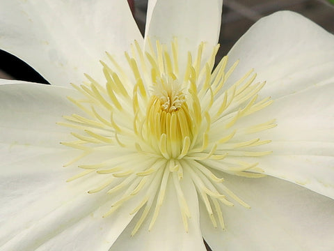 Clematis Wada's Primrose, Large Flowered Clematis - Brushwood Nursery, Clematis Specialists