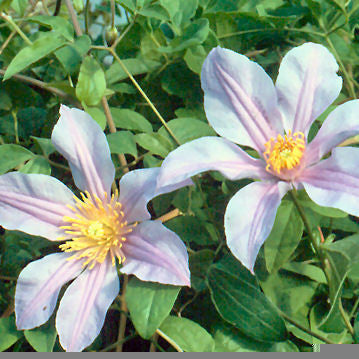 Clematis Amelia, Non-Vining Clematis - Brushwood Nursery, Clematis Specialists