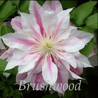 Clematis Andromeda, Large Flowered Clematis - Brushwood Nursery, Clematis Specialists
