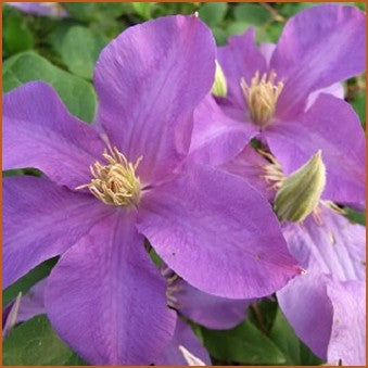 Clematis Ascotiensis, Large Flowered Clematis - Brushwood Nursery, Clematis Specialists