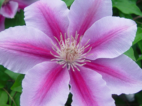 Clematis Bees Jubilee, Large Flowered Clematis - Brushwood Nursery, Clematis Specialists