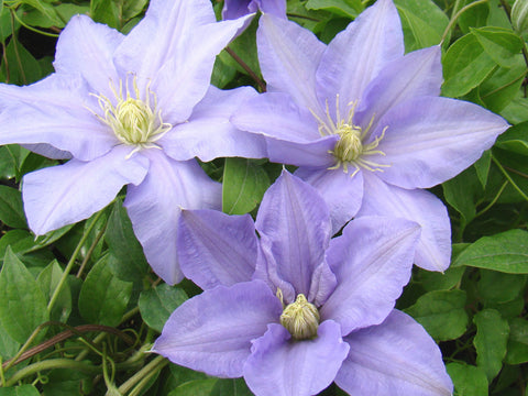 Clematis Cezanne, Large Flowered Clematis - Brushwood Nursery, Clematis Specialists