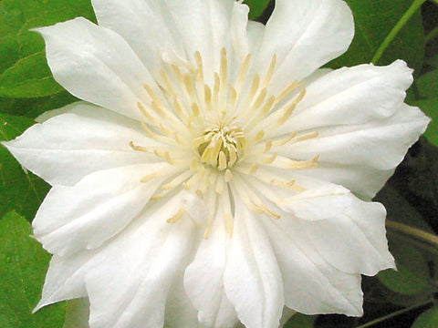 Clematis Duchess of Edinburgh, Large Flowered Clematis - Brushwood Nursery, Clematis Specialists