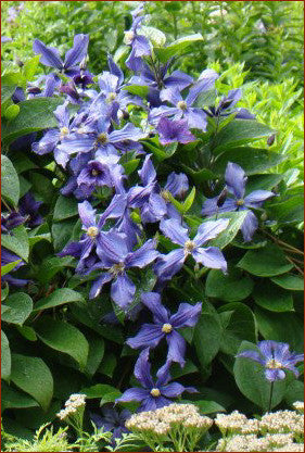 Clematis Durandii, Non-Vining Clematis - Brushwood Nursery, Clematis Specialists