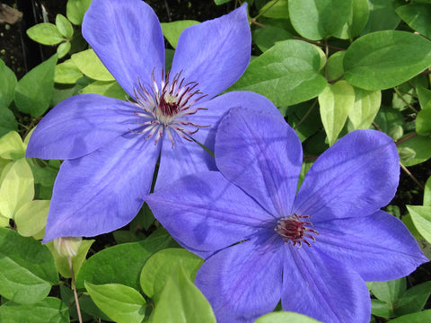 Clematis Elsa Spath, Large Flowered Clematis - Brushwood Nursery, Clematis Specialists