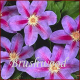 Clematis Etoile de Malicorne, Large Flowered Clematis - Brushwood Nursery, Clematis Specialists