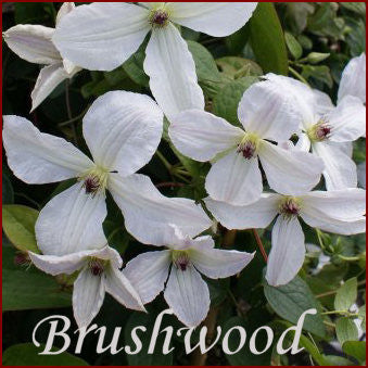 Clematis Forever Friends, Small Flowered Clematis - Brushwood Nursery, Clematis Specialists